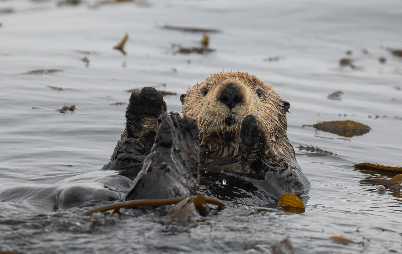 otter with paws up in the air